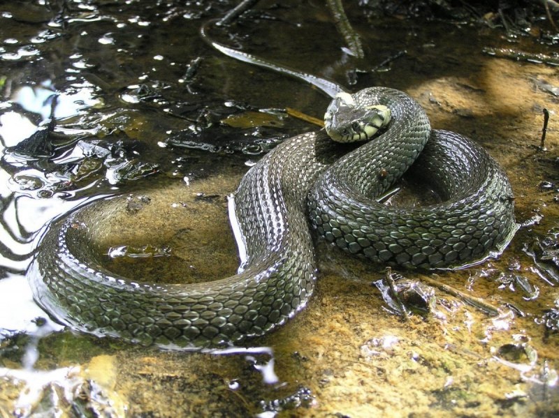 Змея гадюка Болотная