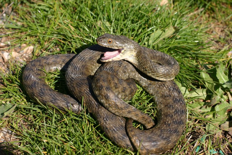 Водяной уж или гадюка