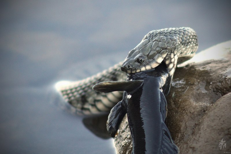 Водяной уж Ульяновской области