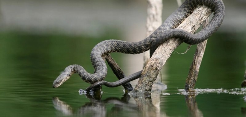 Речной полоз