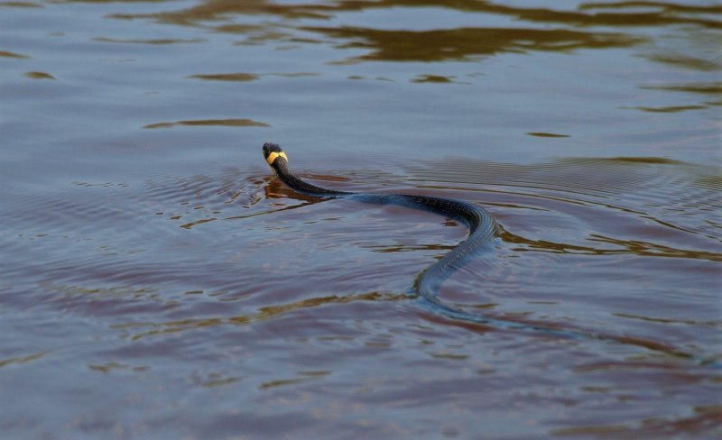 Водяной уж систематика