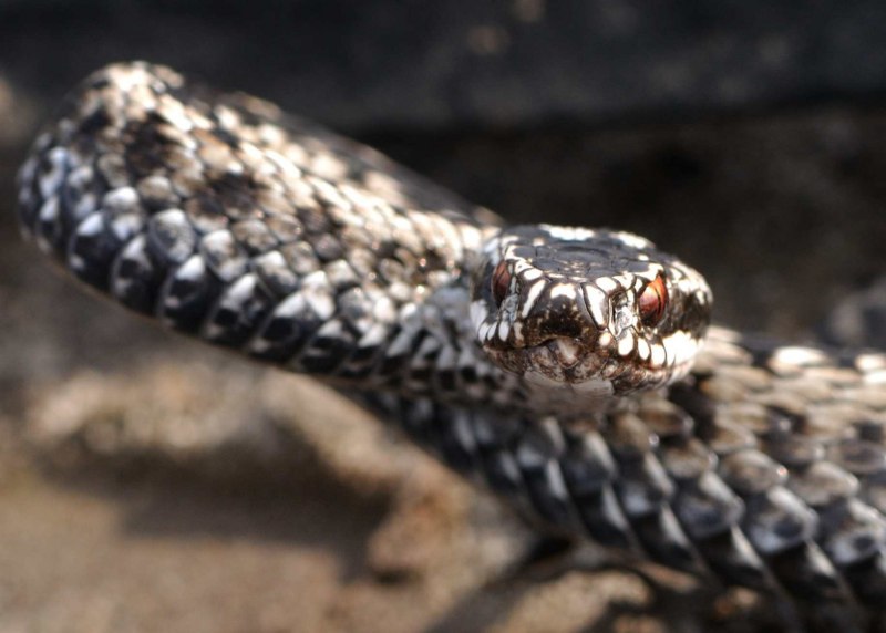 Речные змеи