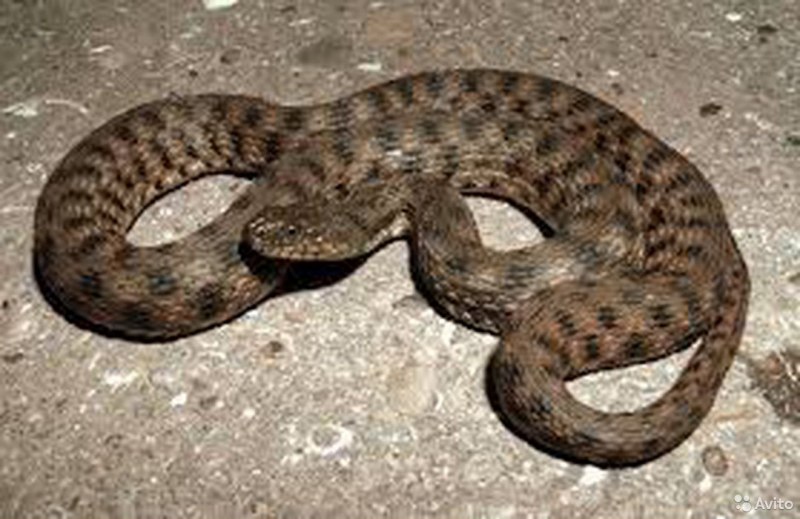 Водяной уж (Natrix tessellata)