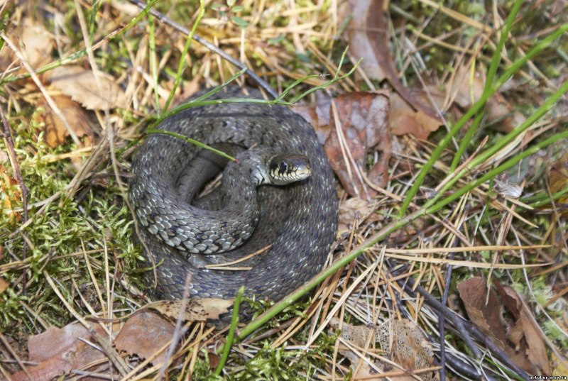 Водяной уж меланист