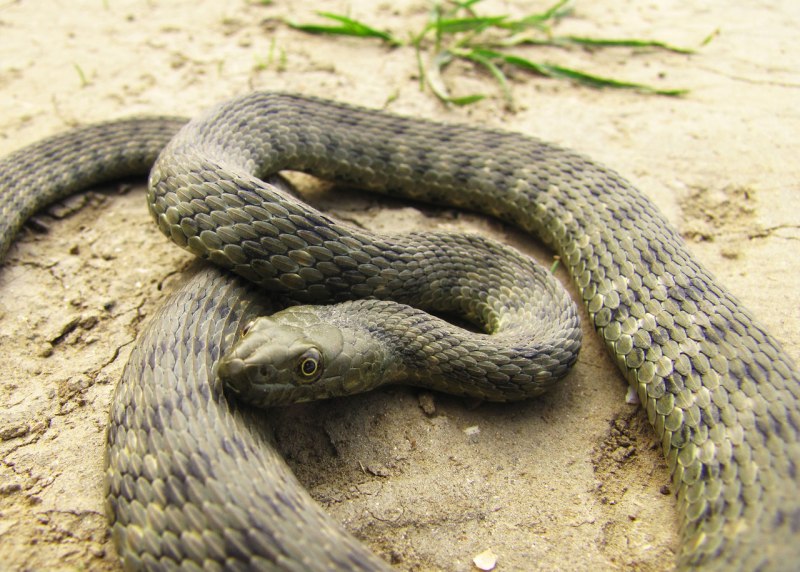 Гадюка полоз уж