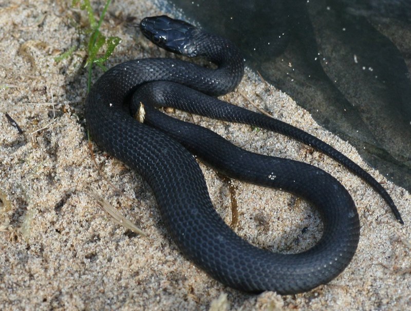 Водяной уж брюхо