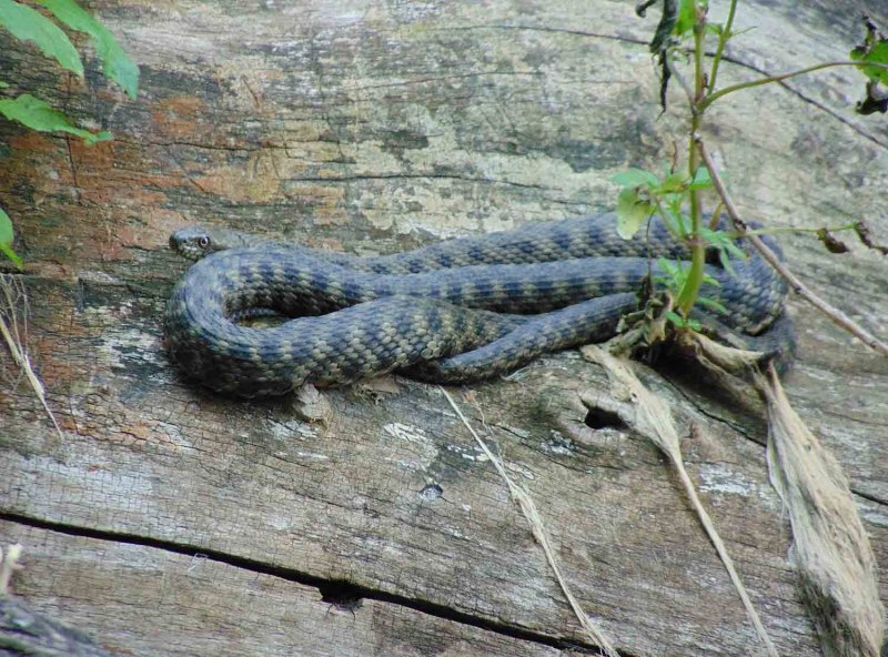 Гадюка серая обыкновенная