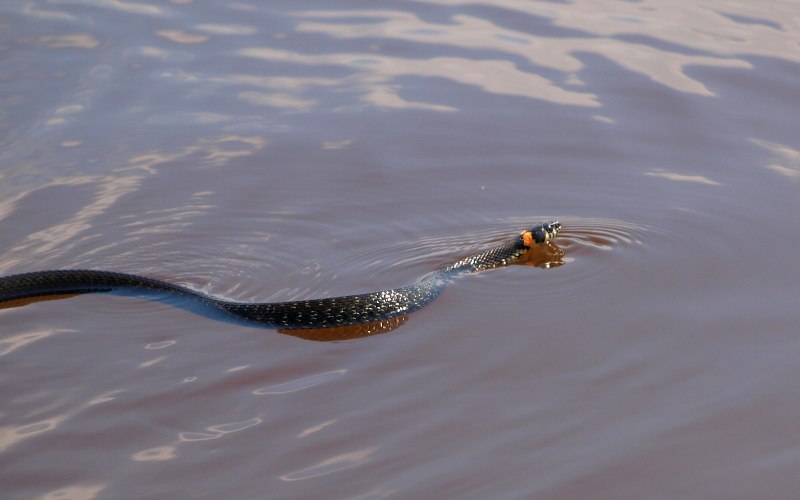 Змеи в воде