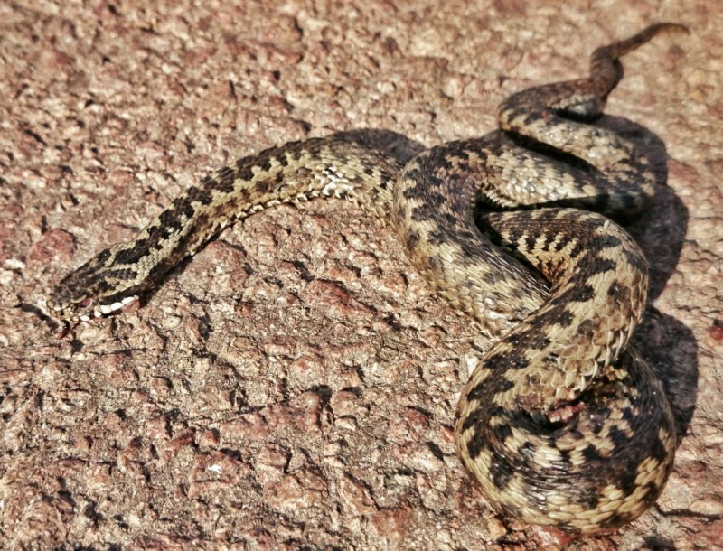 19. Обыкновенный уж, Natrix Natrix