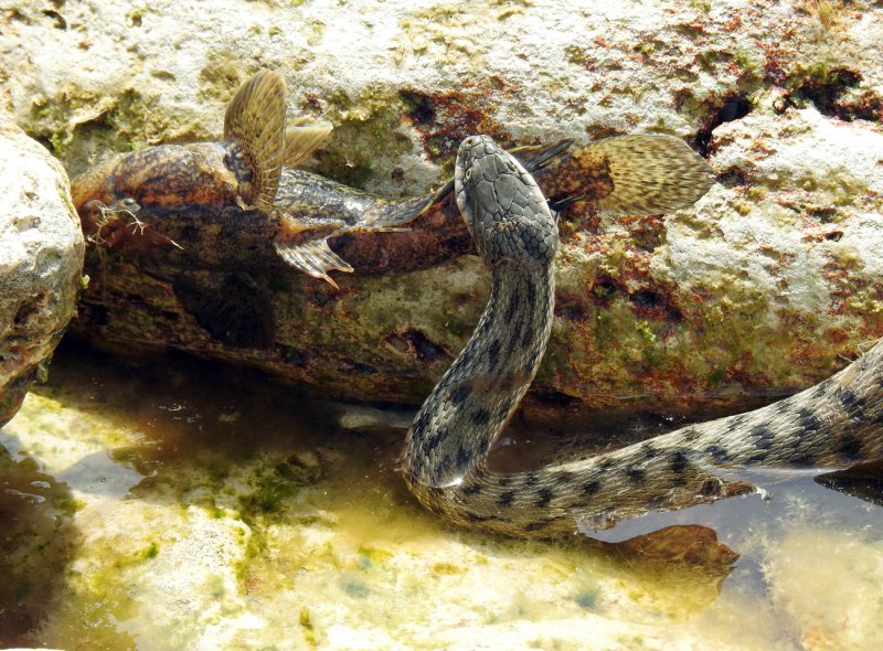 Змея шахматная гадюка