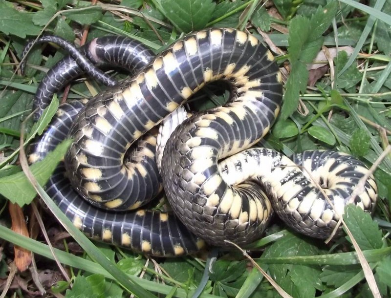 Уж обыкновенный большой