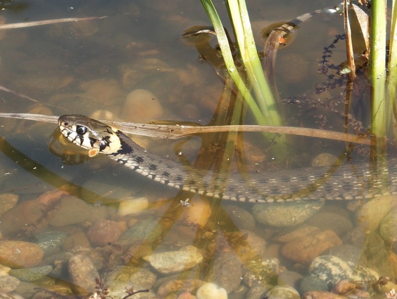 Гадюка в реке