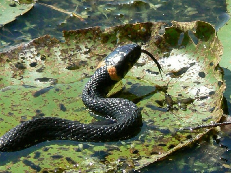 Уж обыкновенный плавает