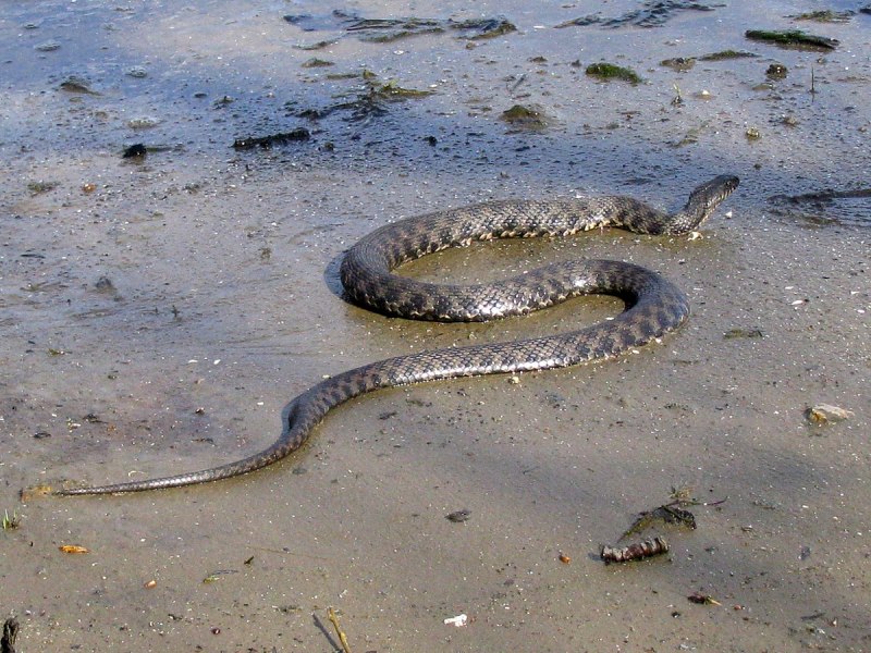 Речные уж обыкновенный