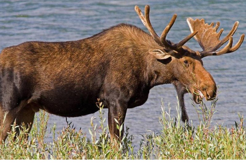 Печоро-Илычский заповедник олень