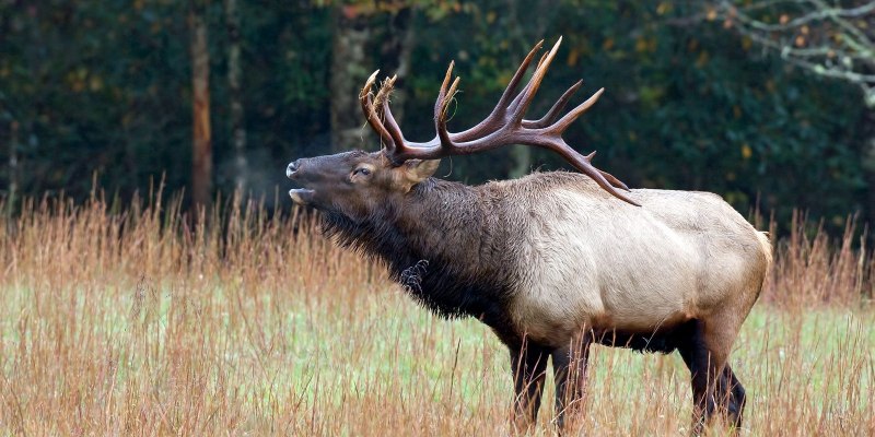 Западно Сибирский Лось