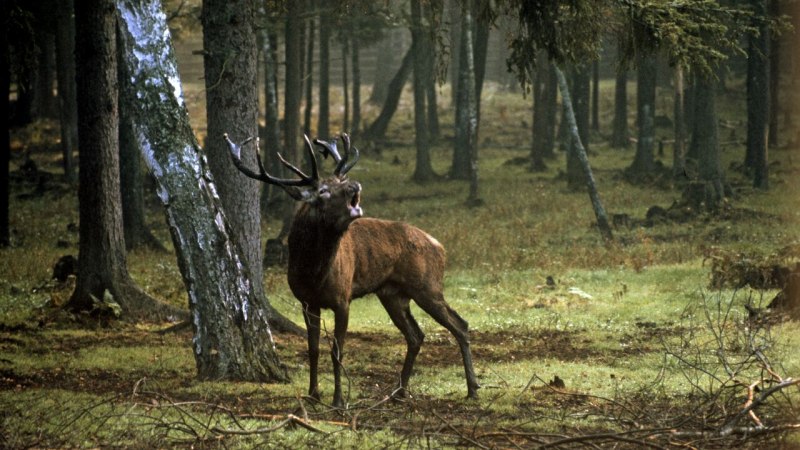 Беловежская пуща Лось