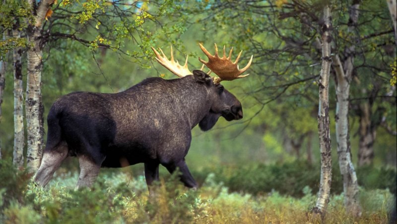 Дикий Лось рост