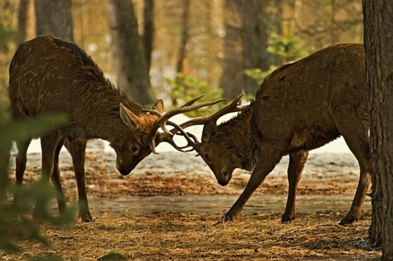 Восточносибирский Лось