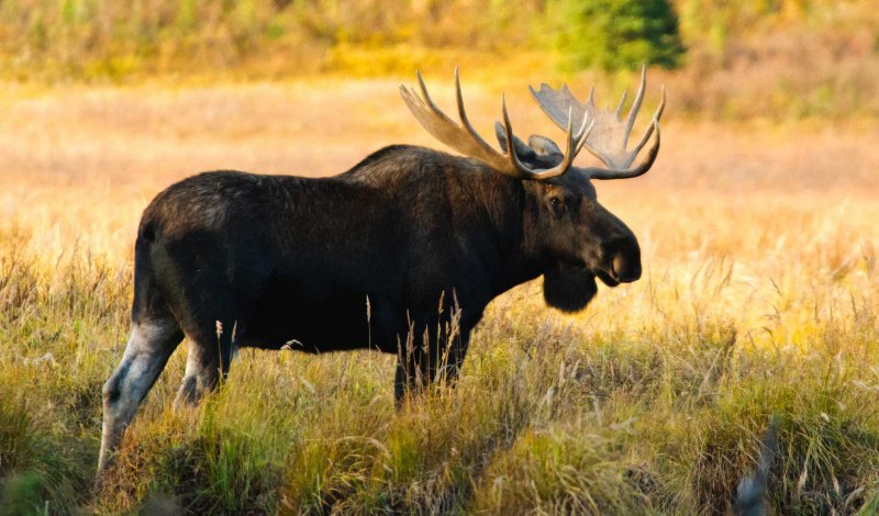Лось Сохатый красная книга