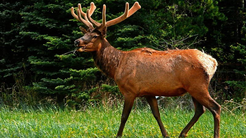 Благородный олень вапити