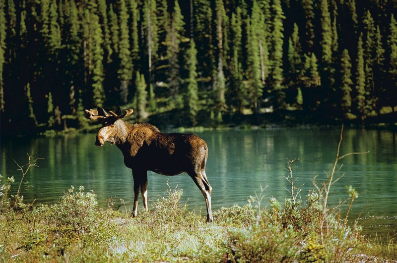 Американский Лось ареал