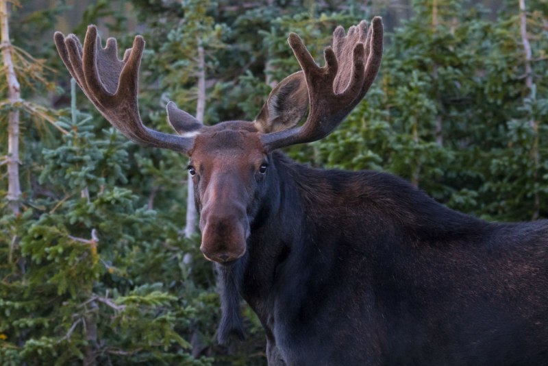 Дикий Северный олень