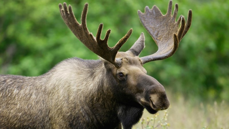 Сохатый Лось