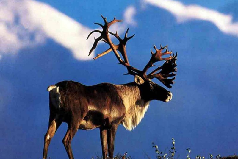 Северный олень в тайге