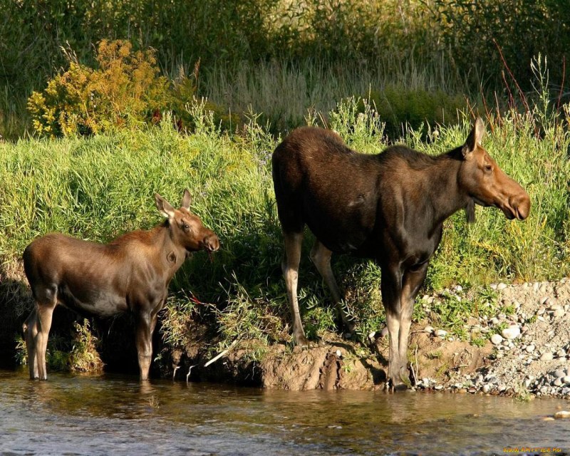 Лось Сохатый в Белгородской области