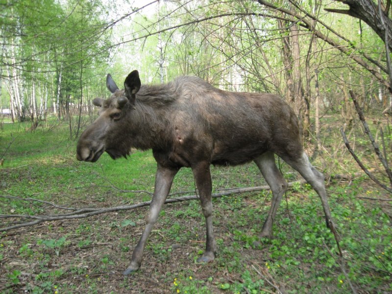 Фауна заповедника Кузнецкий Алатау Лось