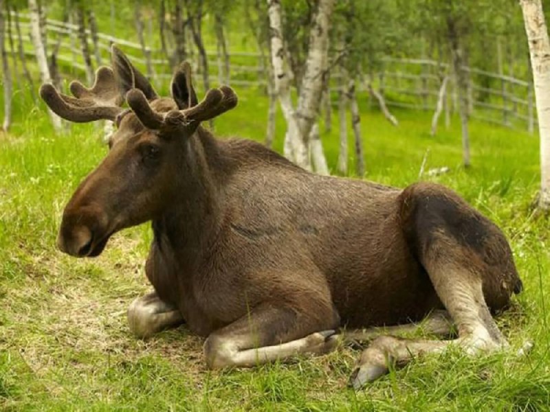 Олень вапити в Северной Америке