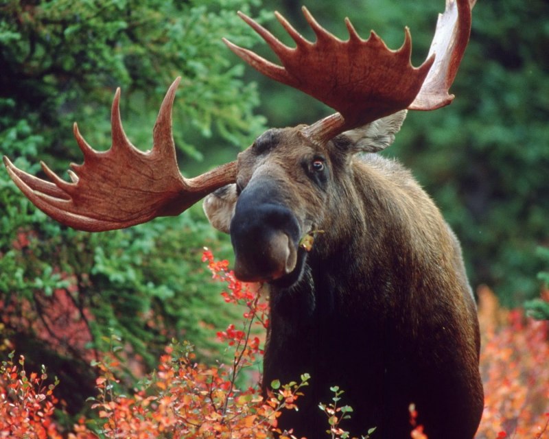 Изюбр самка