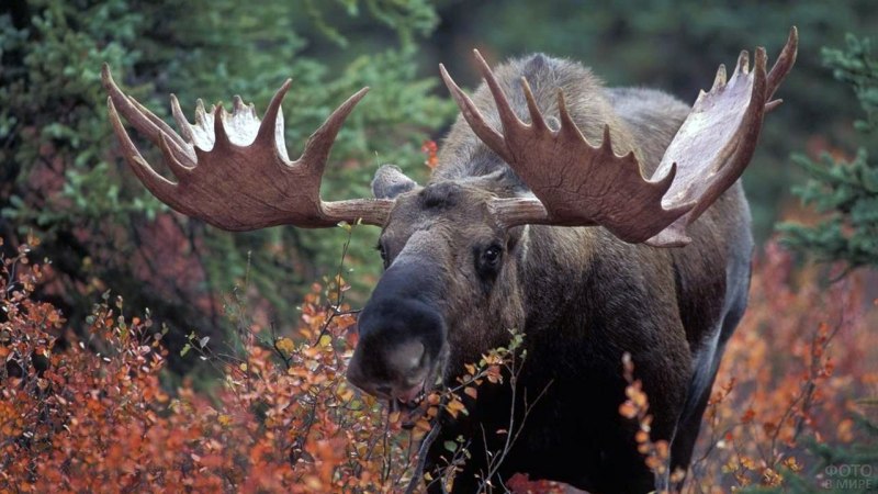 Лось в Нижегородской области