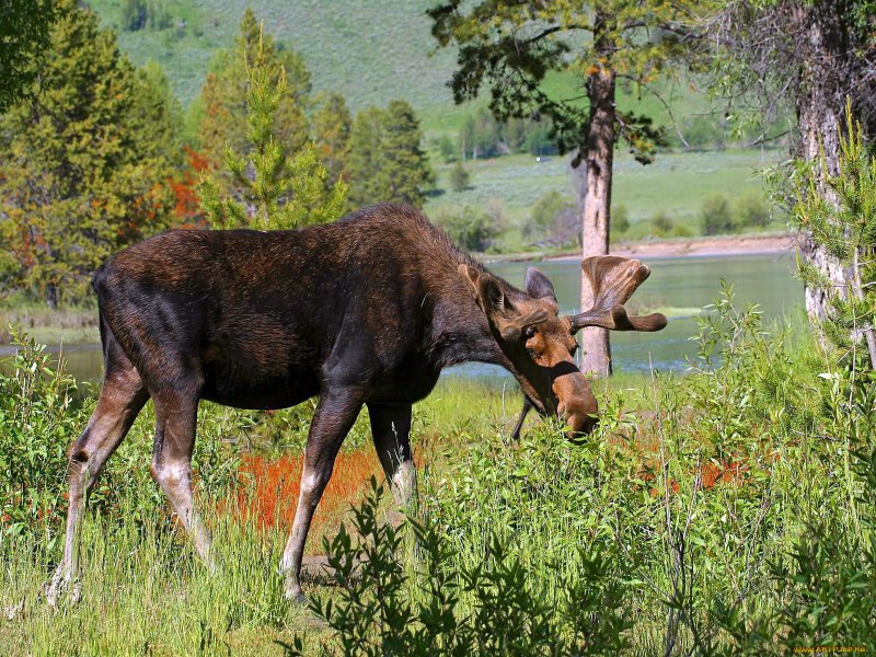 Лось во Владимирской области