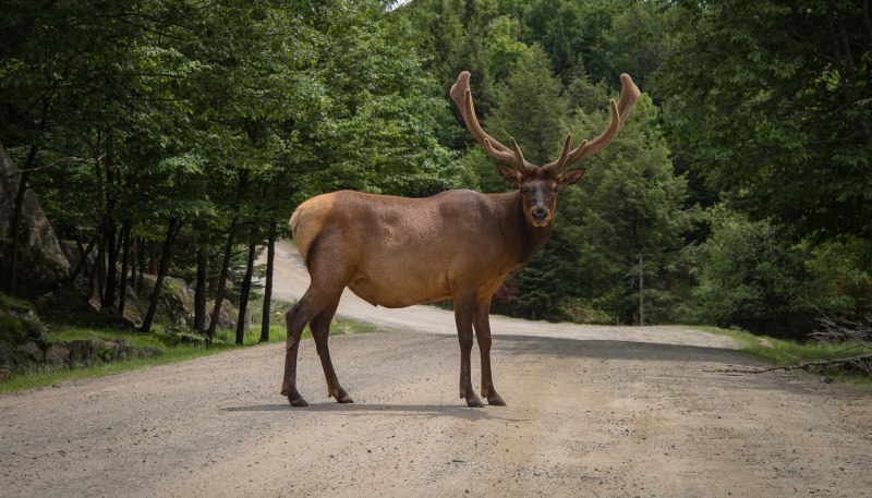 Ильменский заповедник Лось