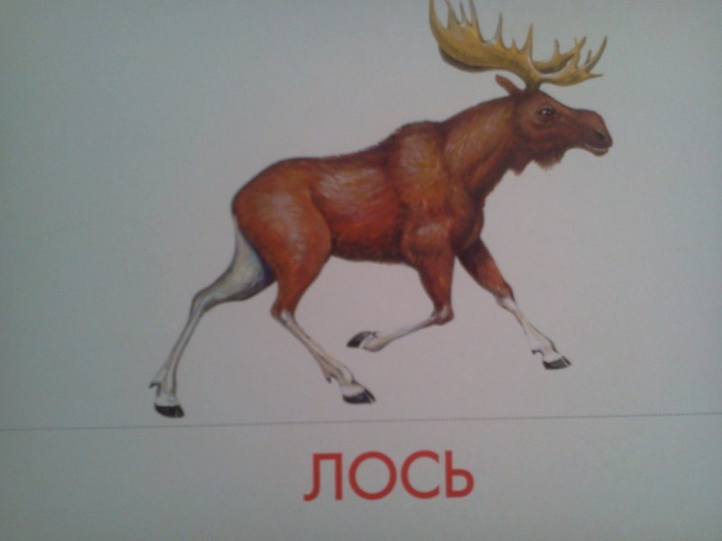 Лось Вотзефак