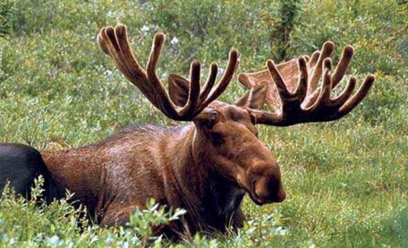 Животные Удмуртии Лось