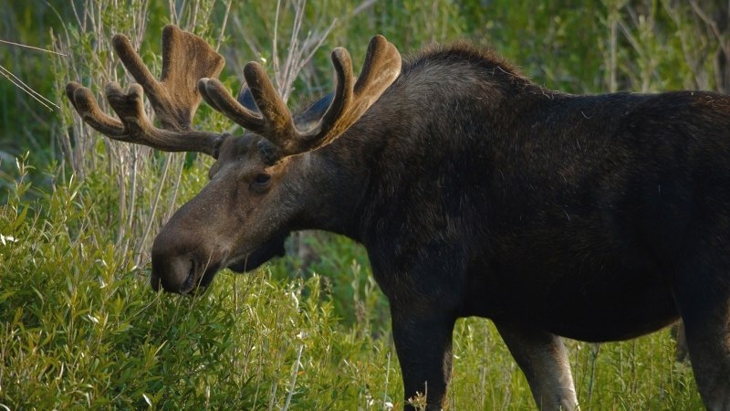 Кенозерский национальный парк фауна