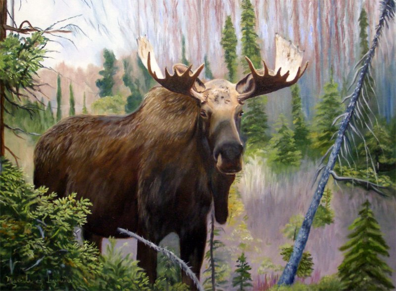 Воронежский заповедник лосиха