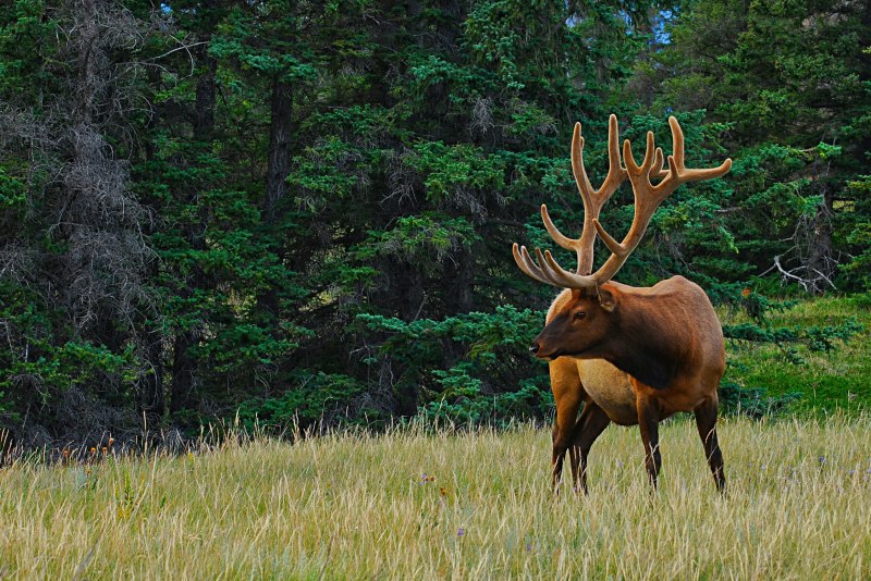 Панты пятнистого оленя