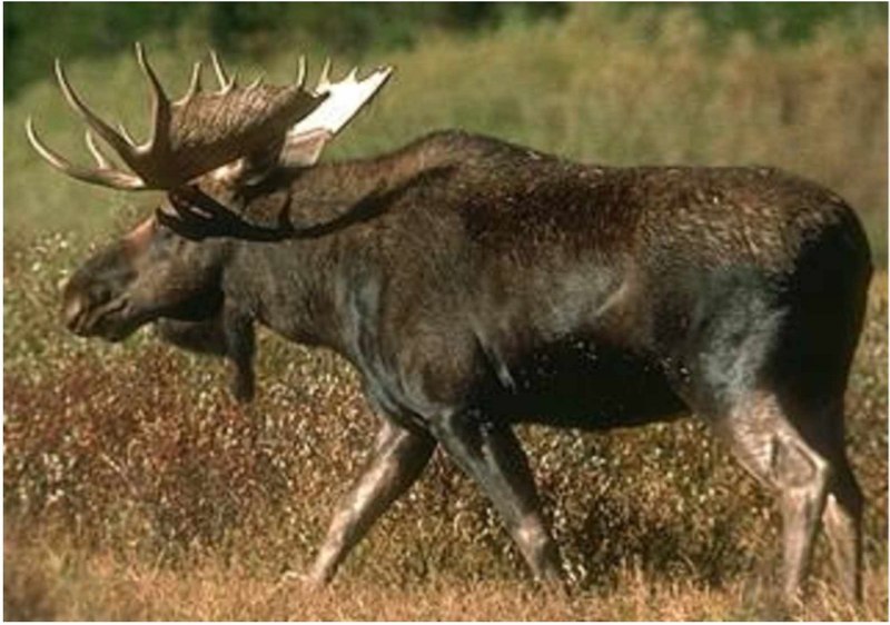 Животные нашего края