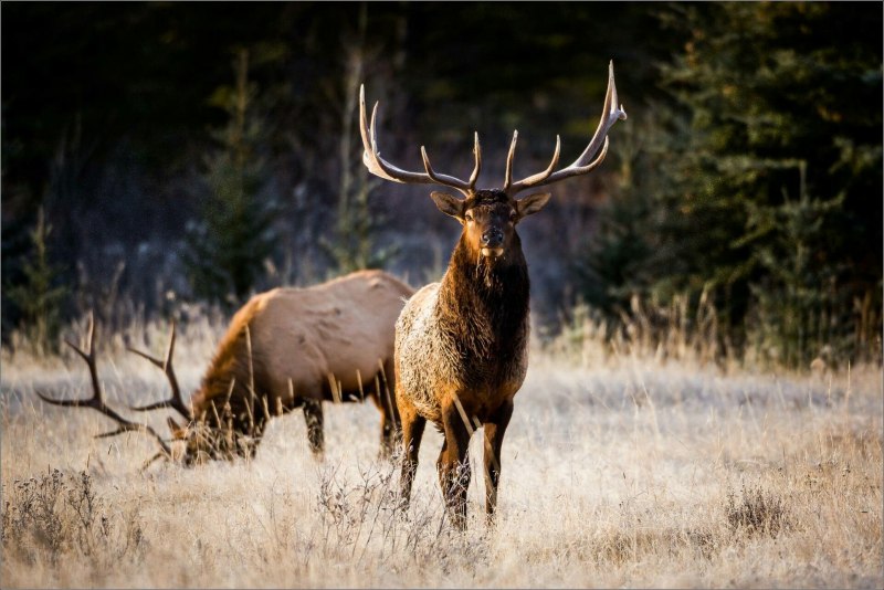 Грациозный олень