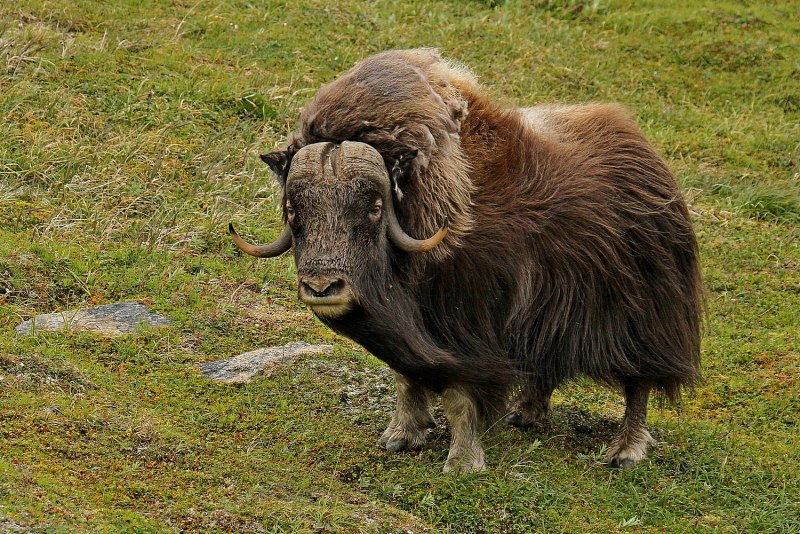 Канадский овцебык