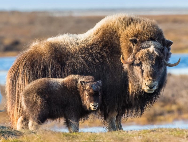 Арктические пустыни овцебык