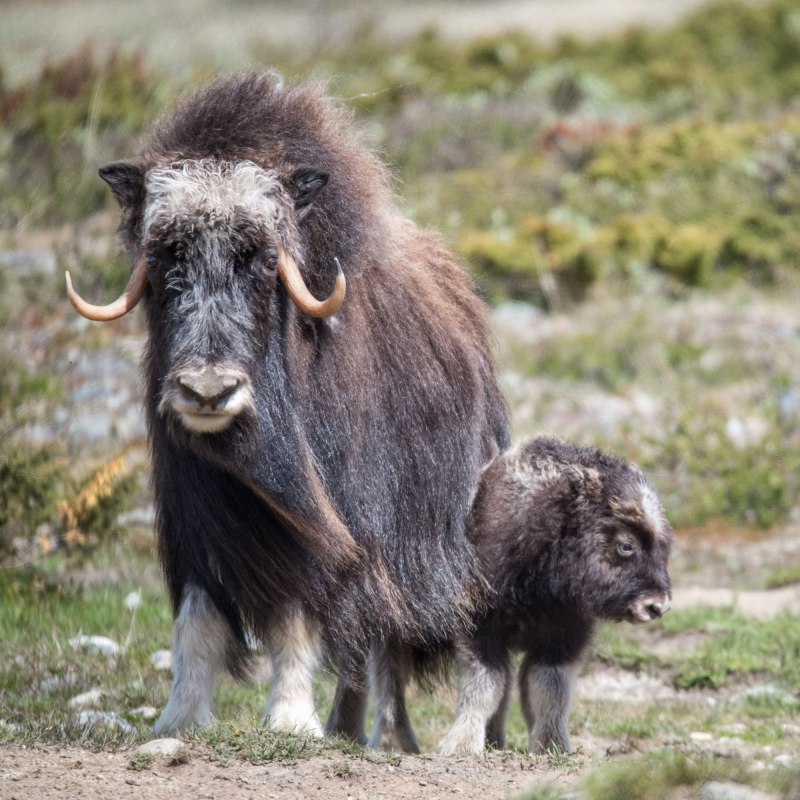 Гренландский овцебык