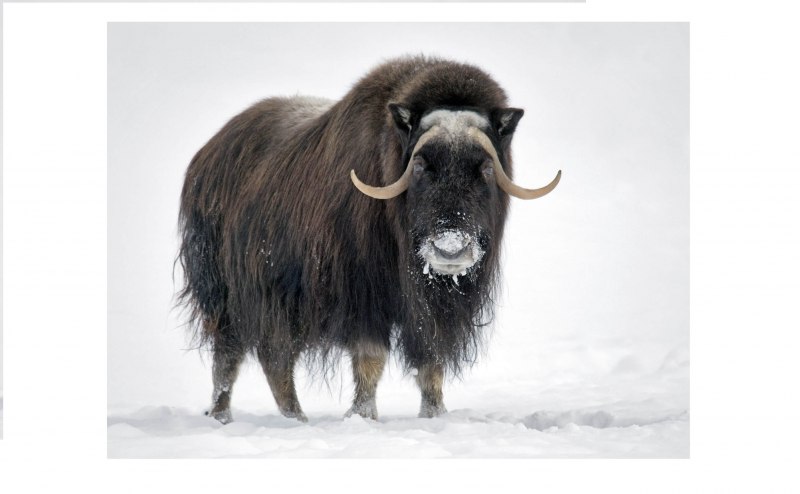 Овцебык в Арктике