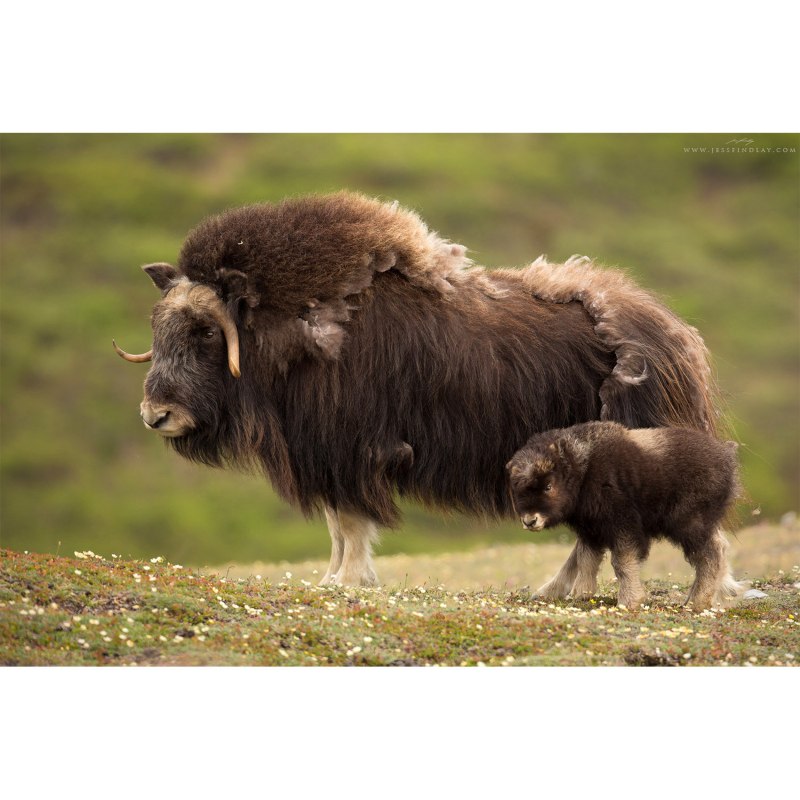 Мускусный овцебык