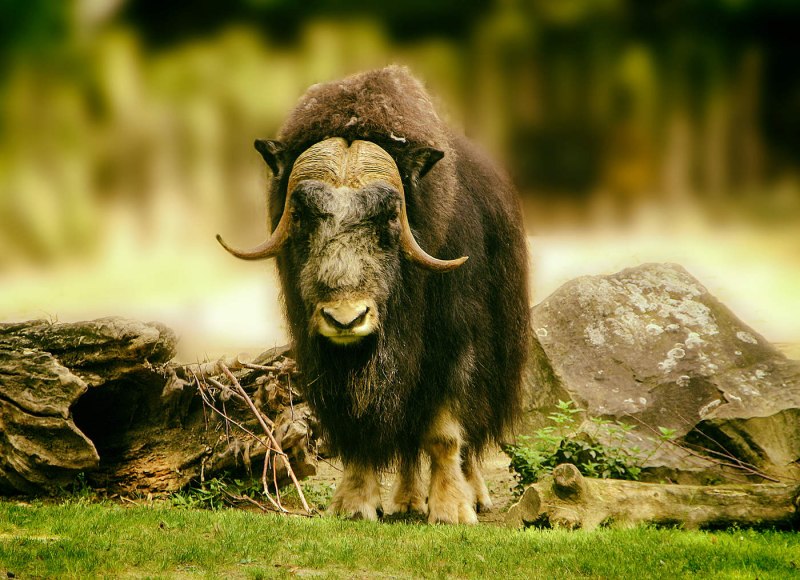 Лысый овцебык