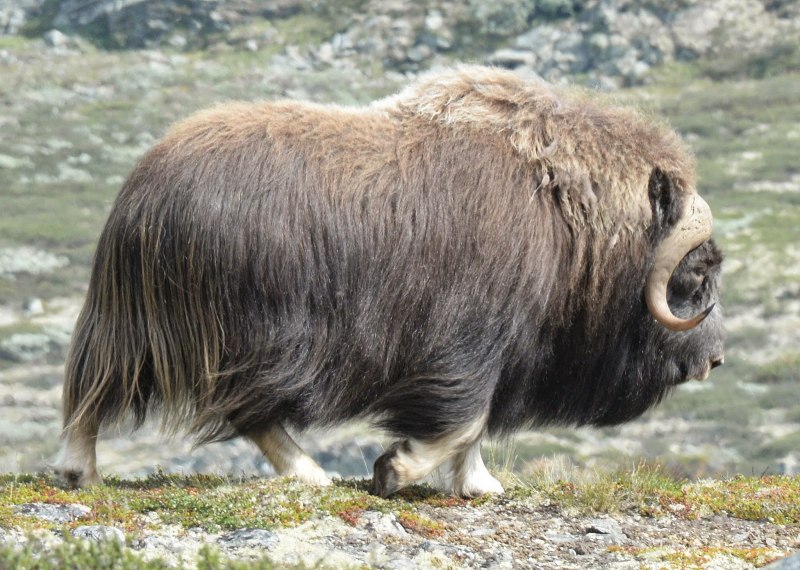 Овцебык в тундре